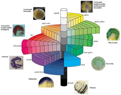 Bacterial Pigments: Sustainable Compounds With Market Potential for Pharma and Food Industry